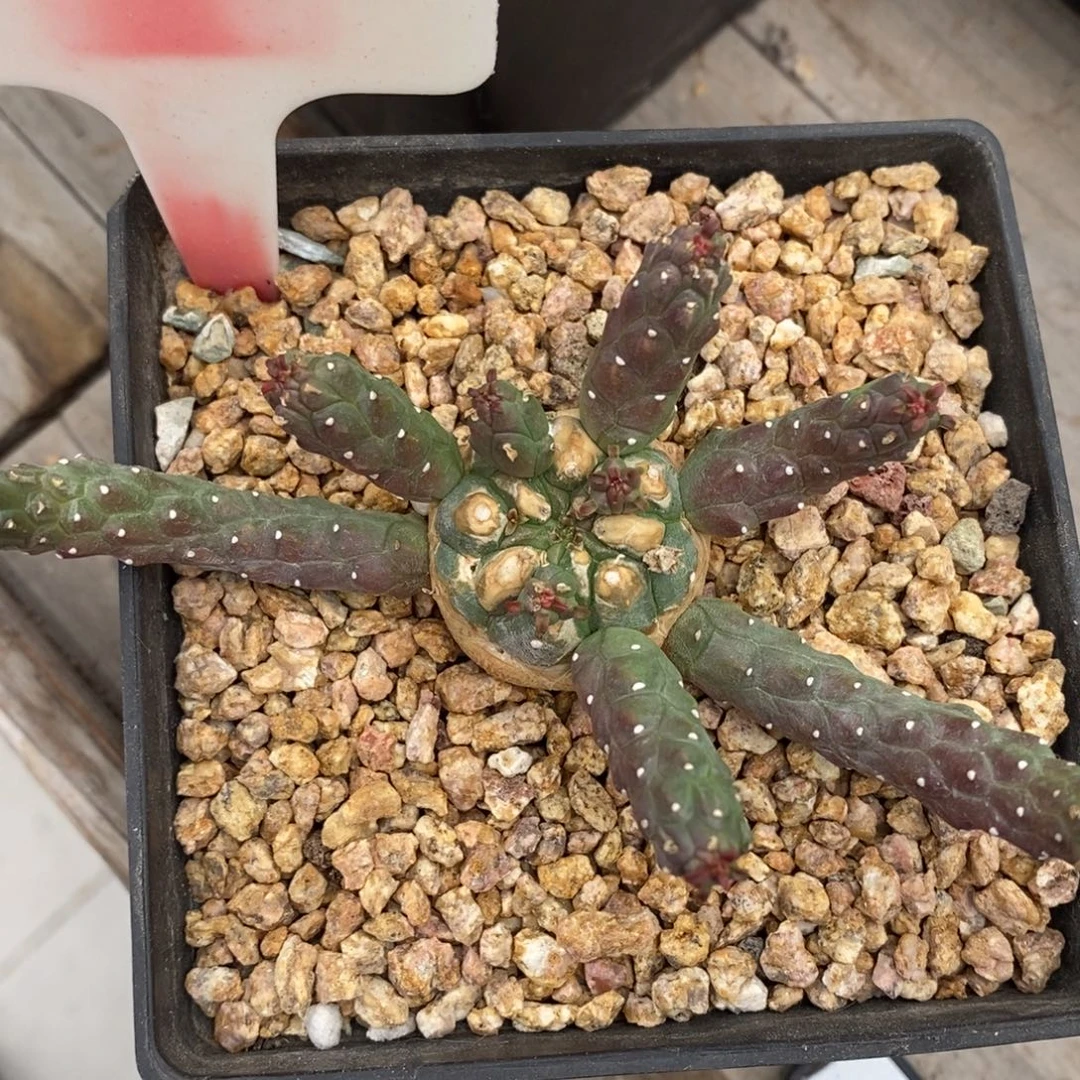 22阎魔大戟多肉植物