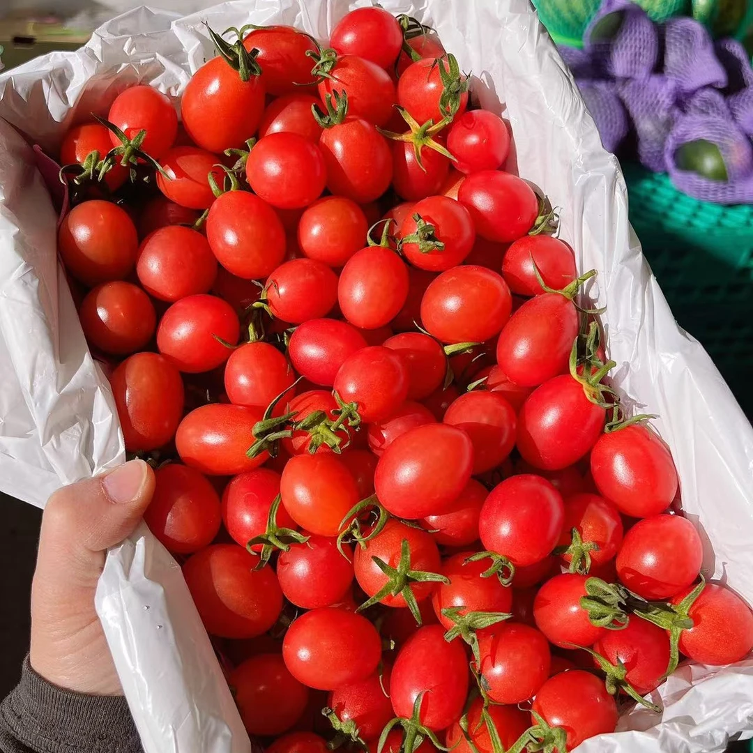 电白千禧番茄柿子毛重2斤左右25一箱