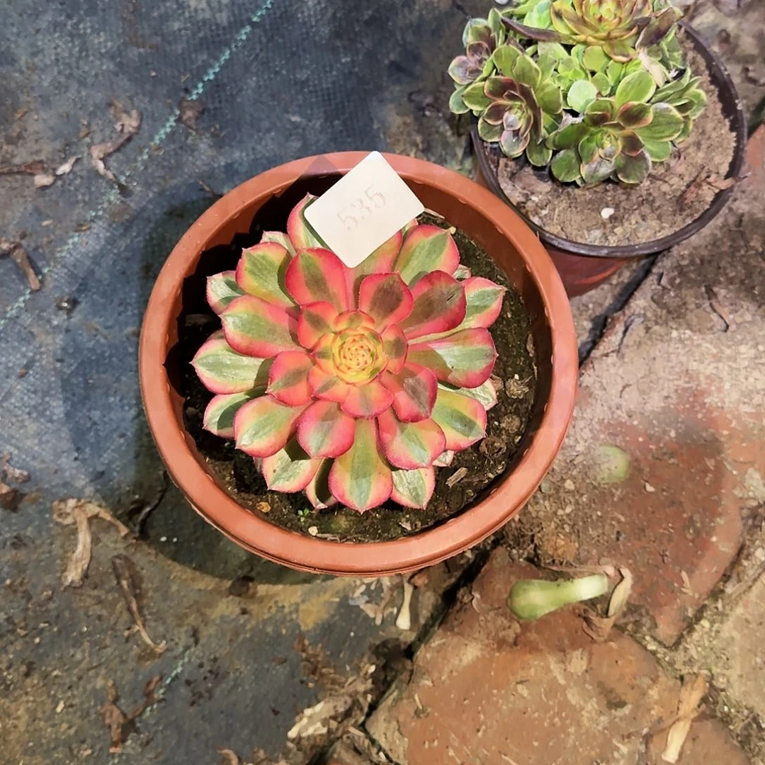 多肉植物粉花妖变535