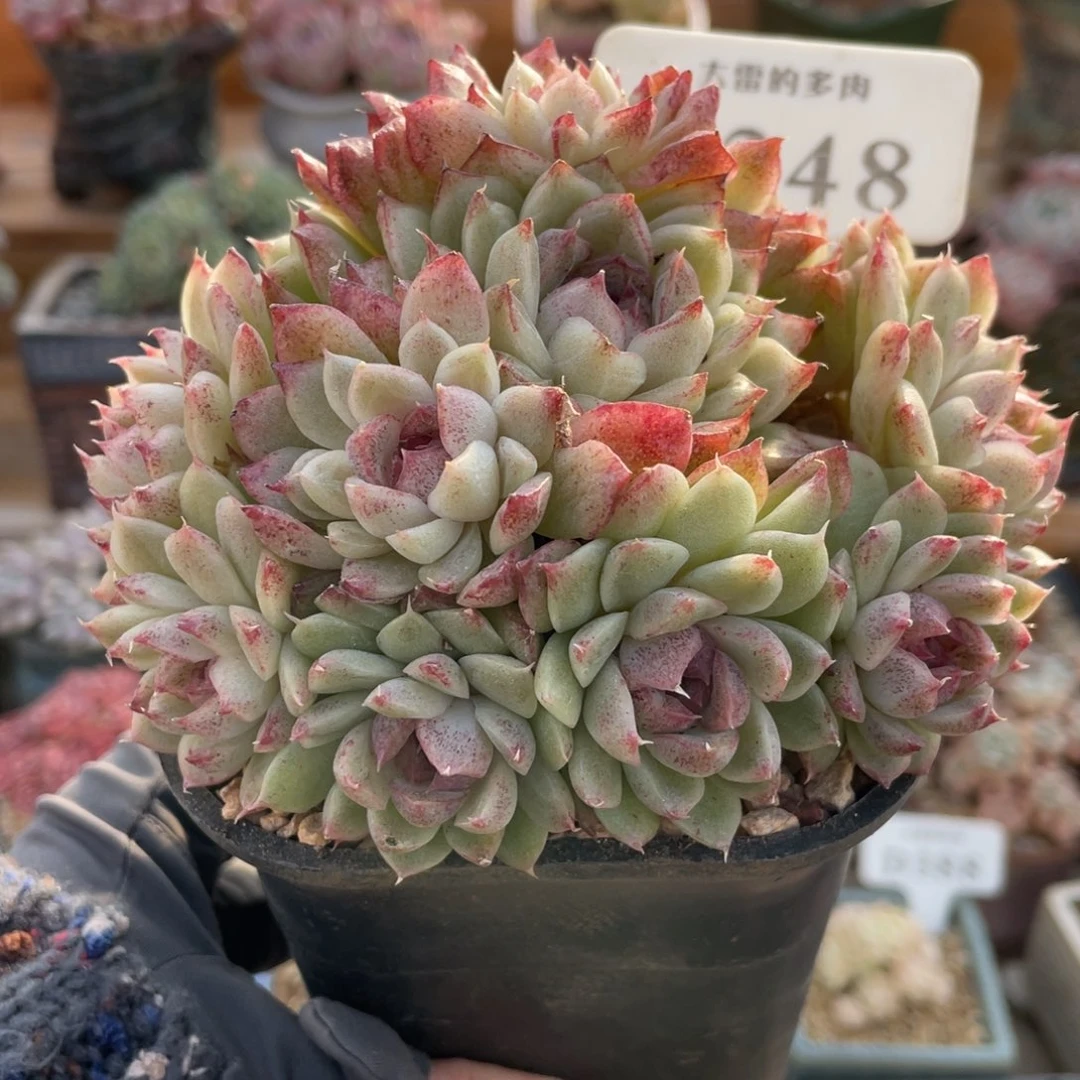 248 黑魔法群 12厘米 不带盆