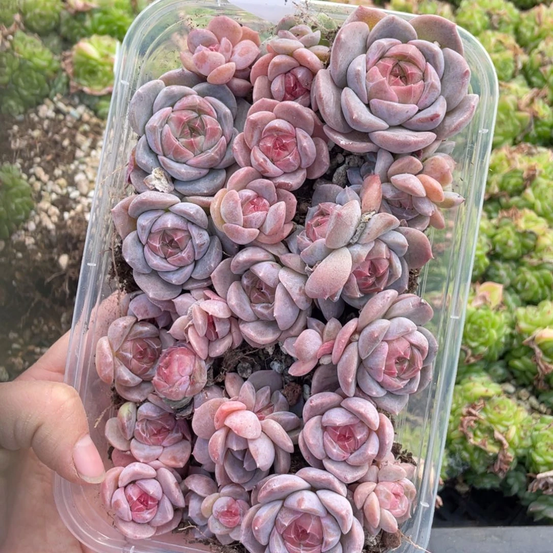 糕大上多肉植物440