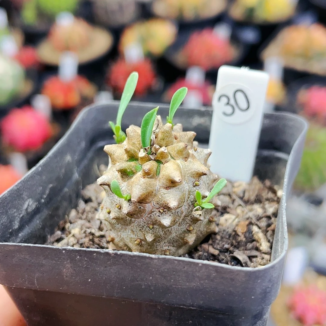 峨眉山非偏远地区满25裸根发货仙人球