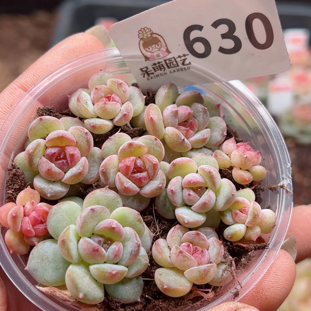 多肉植物多肉植物