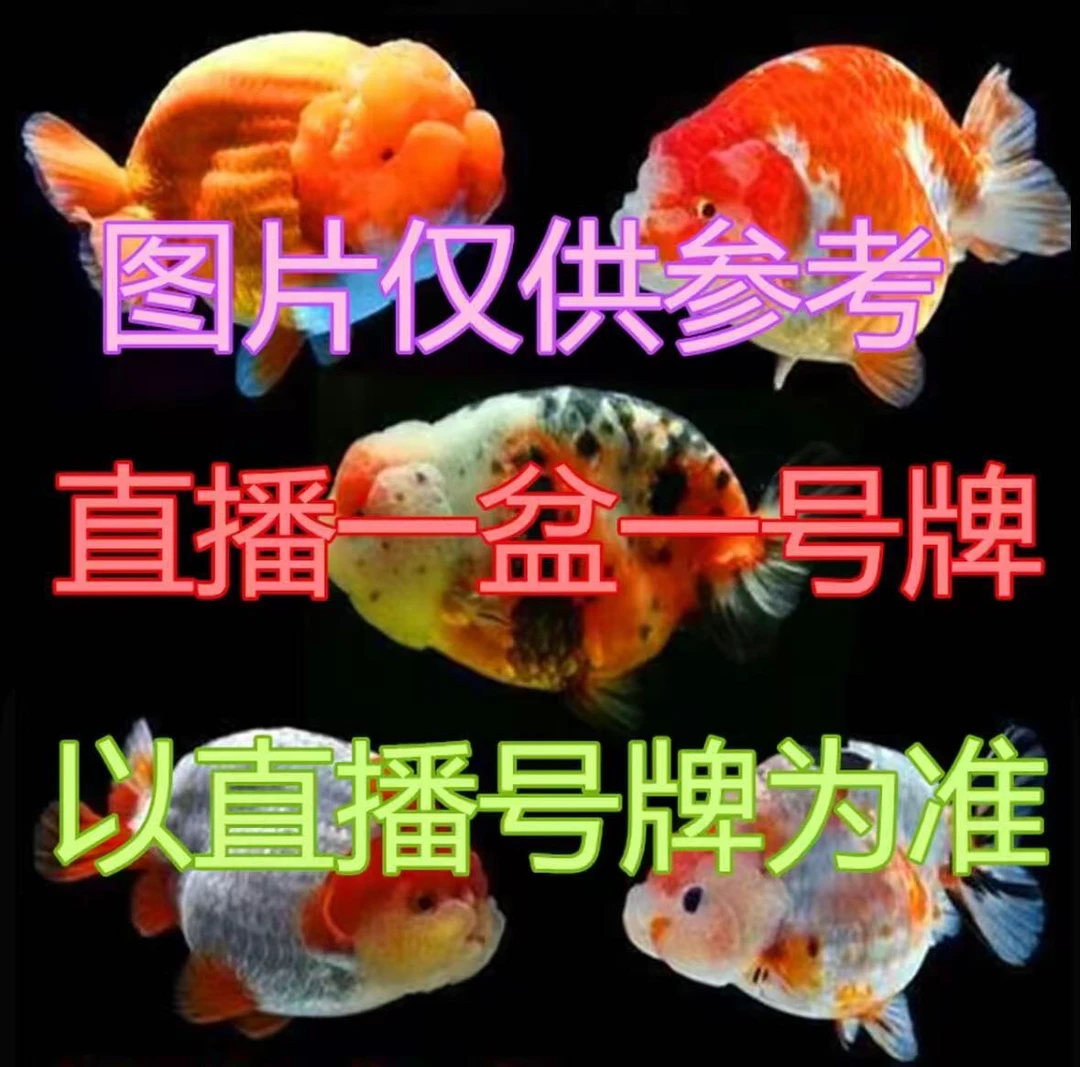 10到100兰寿玛丽观赏鱼（有马印灯增艳，介意勿拍）