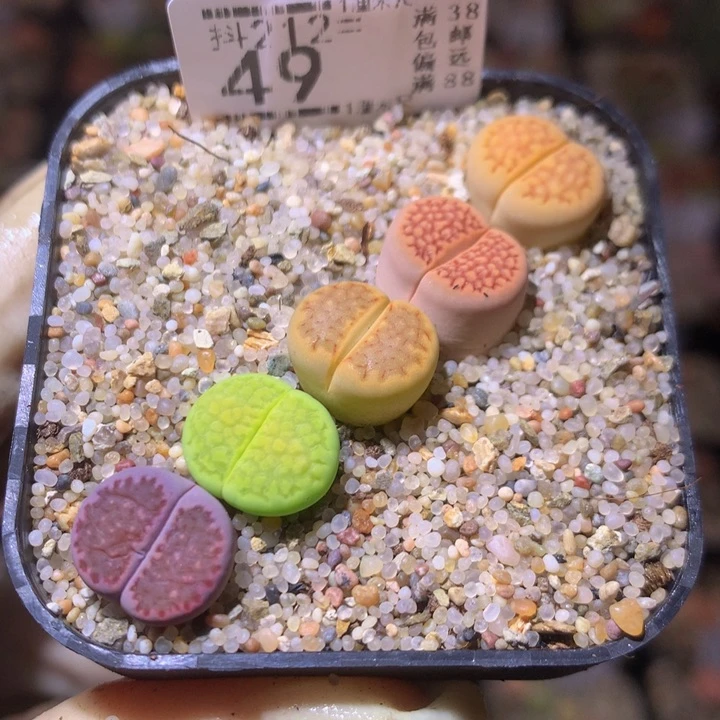 精致生石石212.49