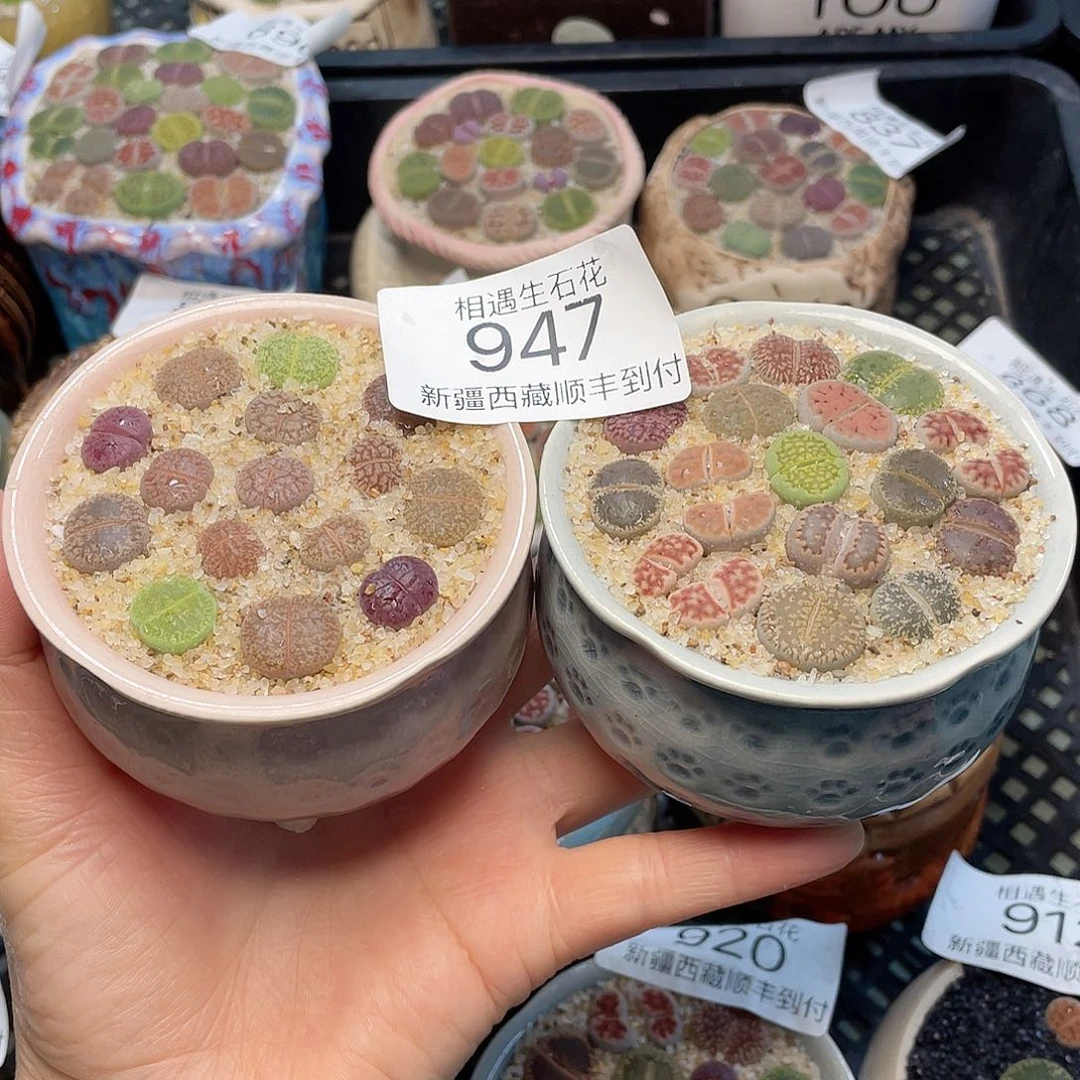 相遇开播福利947