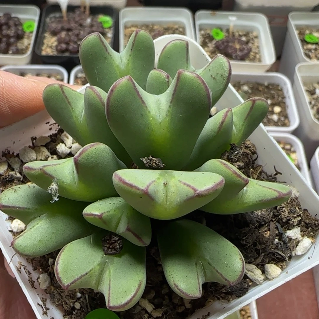 漂漂亮亮多肉植物102