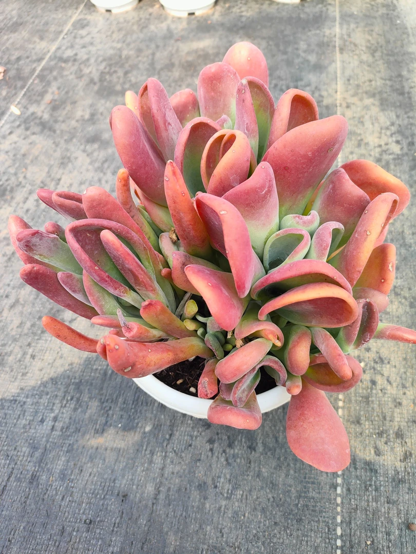 火狐狸 新手必拍 好看好养 多肉植物云南昆明发货