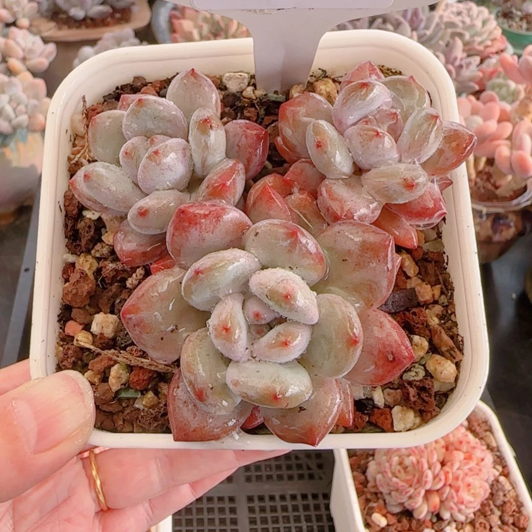 多肉植物8575…………