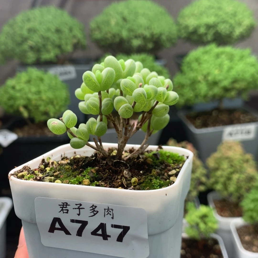 747元宝福利。