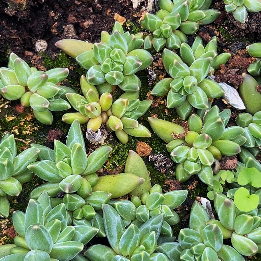 10颗美人系列多肉植物