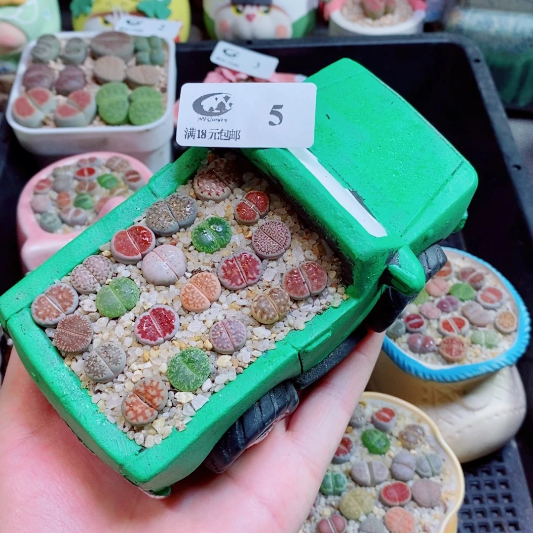 生石花花花花花花5