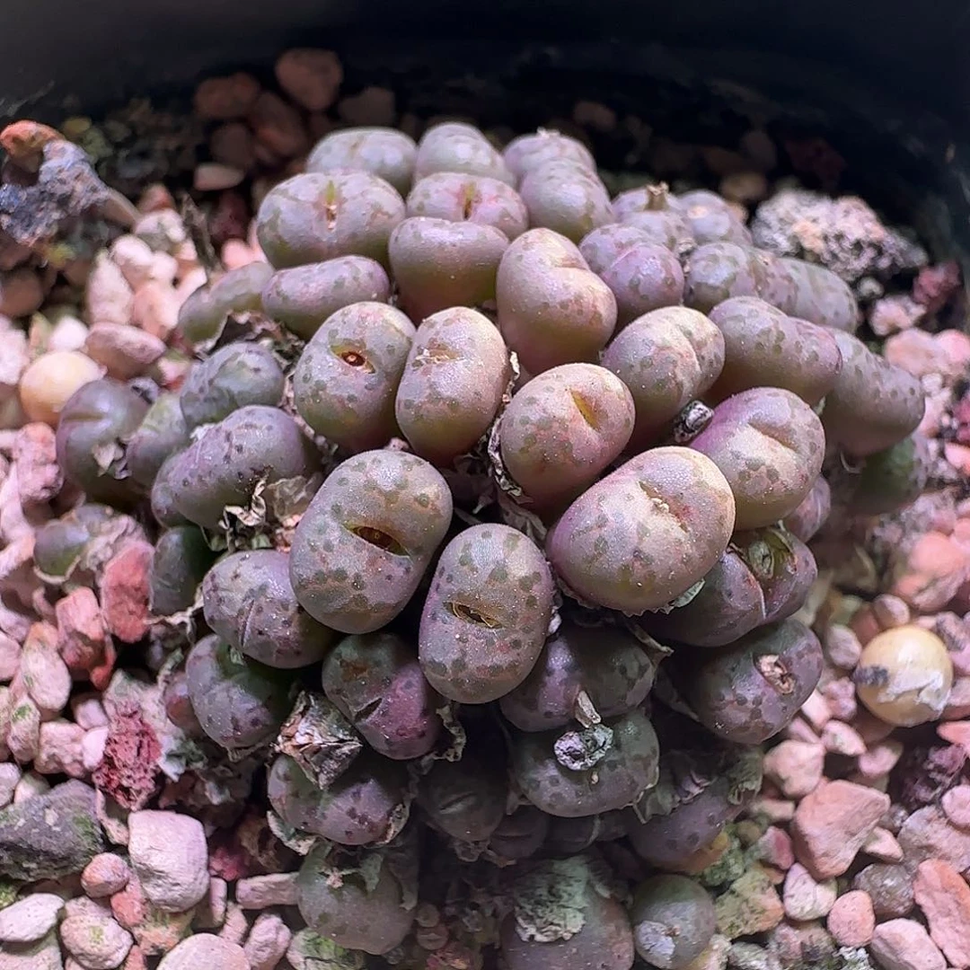 开播福利来啦！668