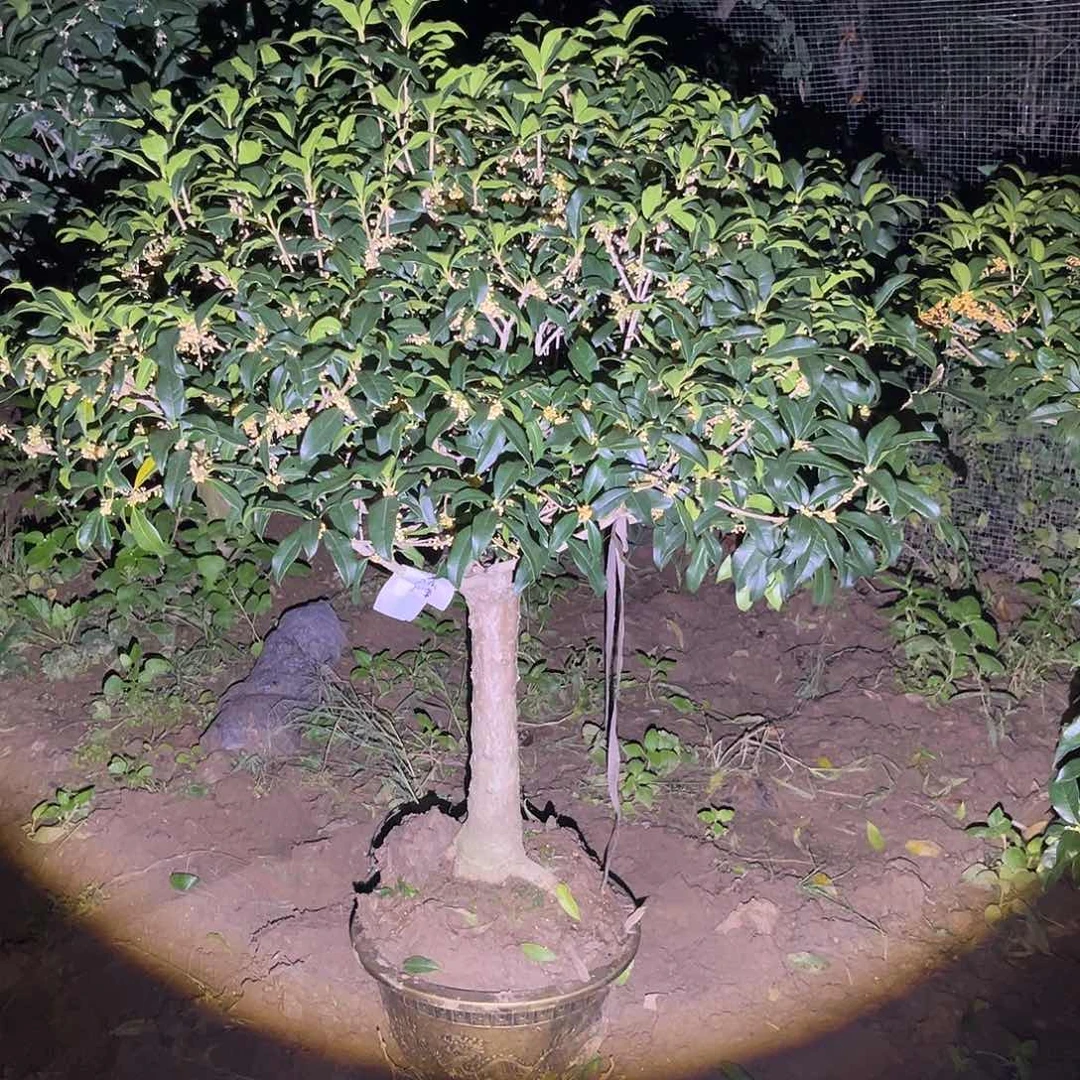 当前无花栽培后可以开花小*