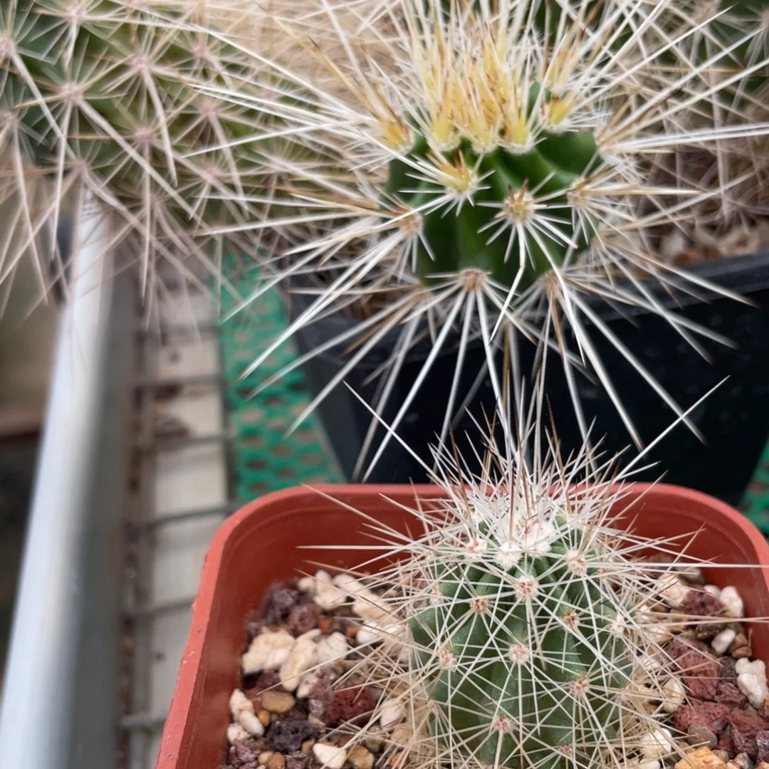 鹿角柱实生仙人球红花黄刺虾