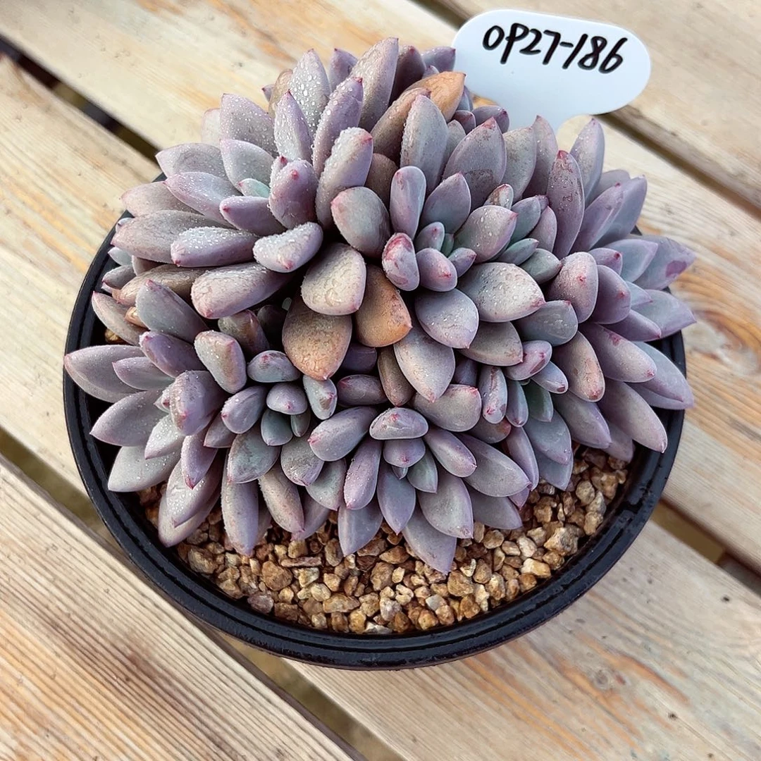 0927-186洛阳红群