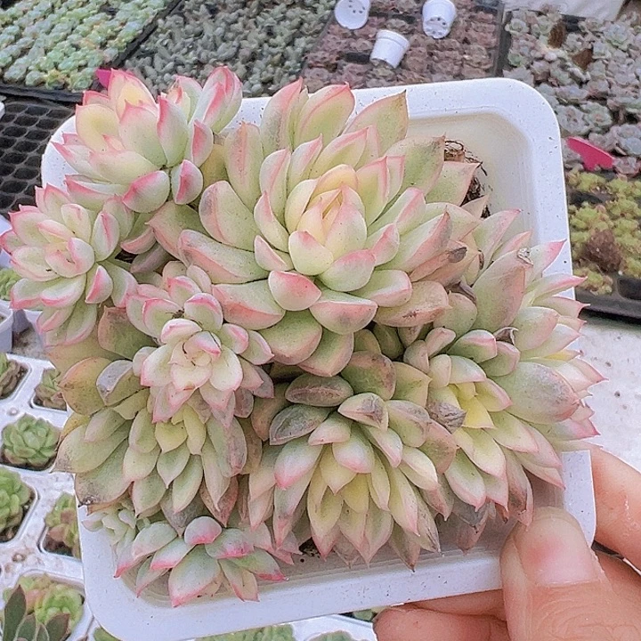 大女雏锦19包邮多肉植物