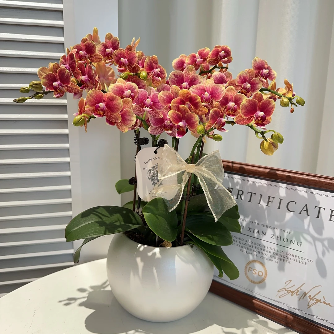家成开年礼【金蝶】轻奢精致组盆蝴蝶兰室内植物好养3-5