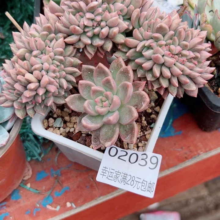 幸运的是你还没遇到你