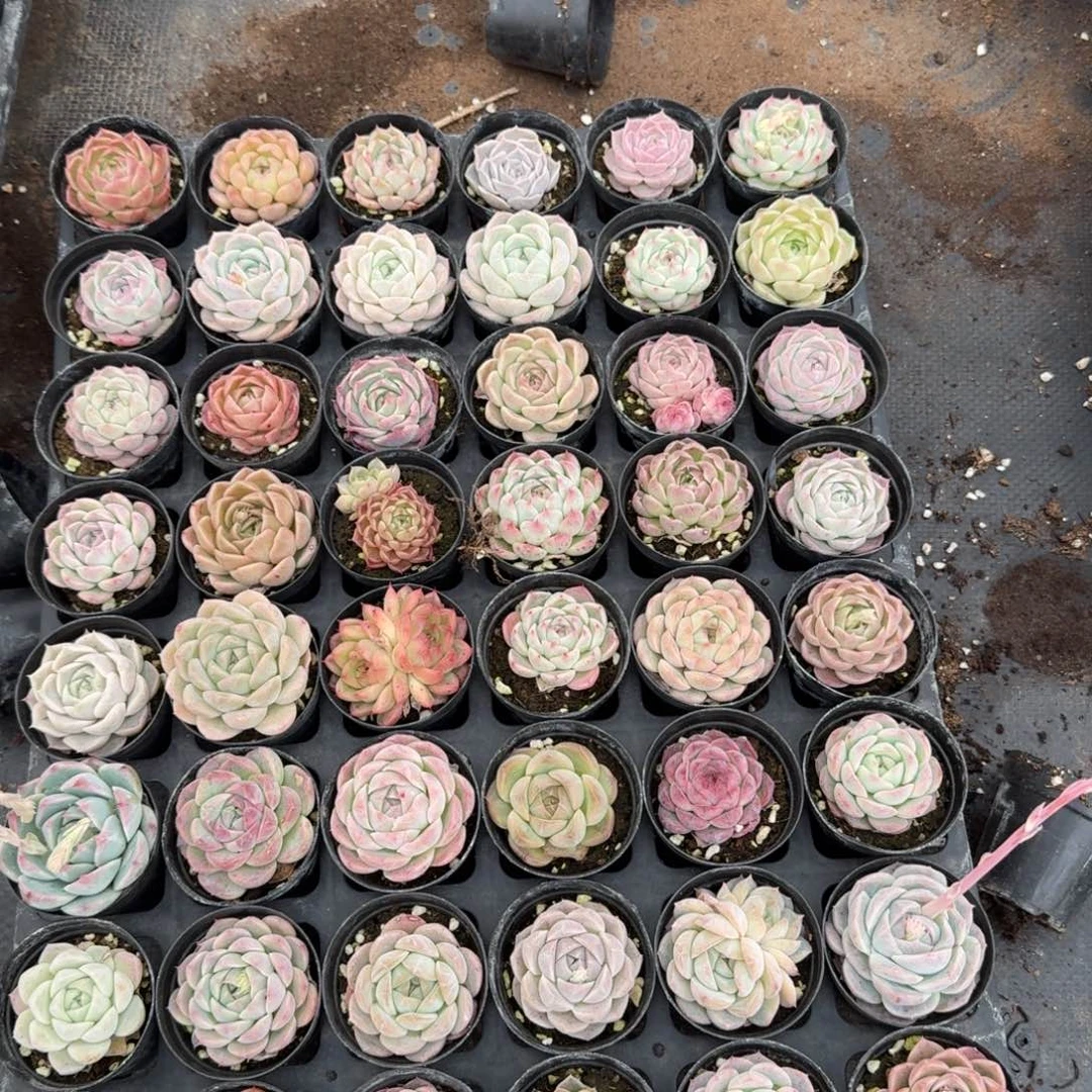 18-44四十八颗量拍组合