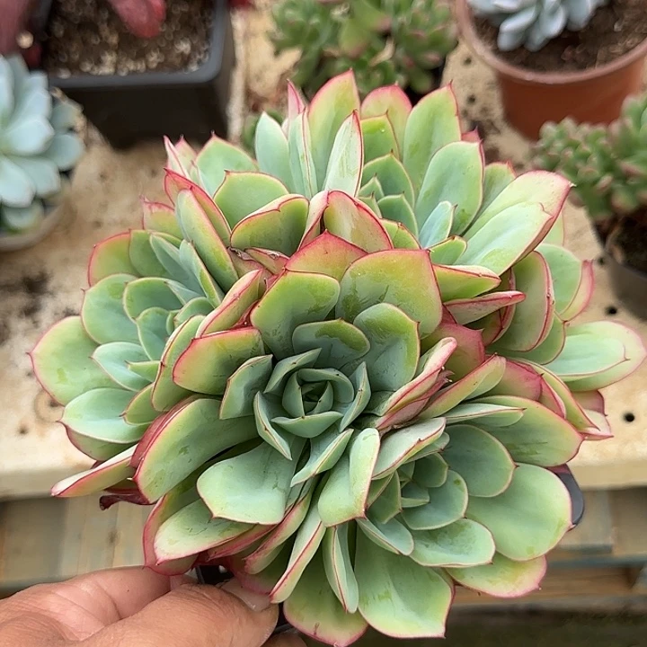 牡丹亭惊鸿一物一拍包装收缩花旱