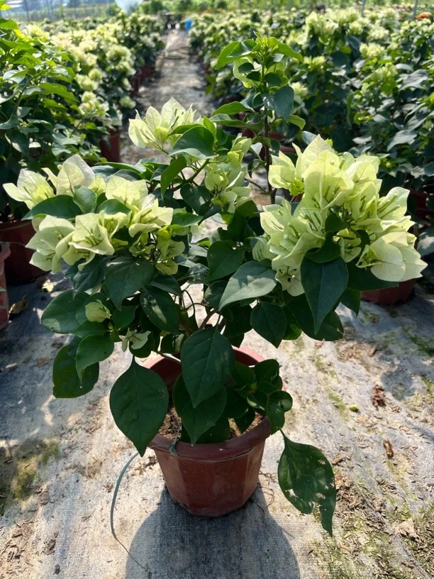 【绿樱]三角梅花卉勤花四季开花基地直发