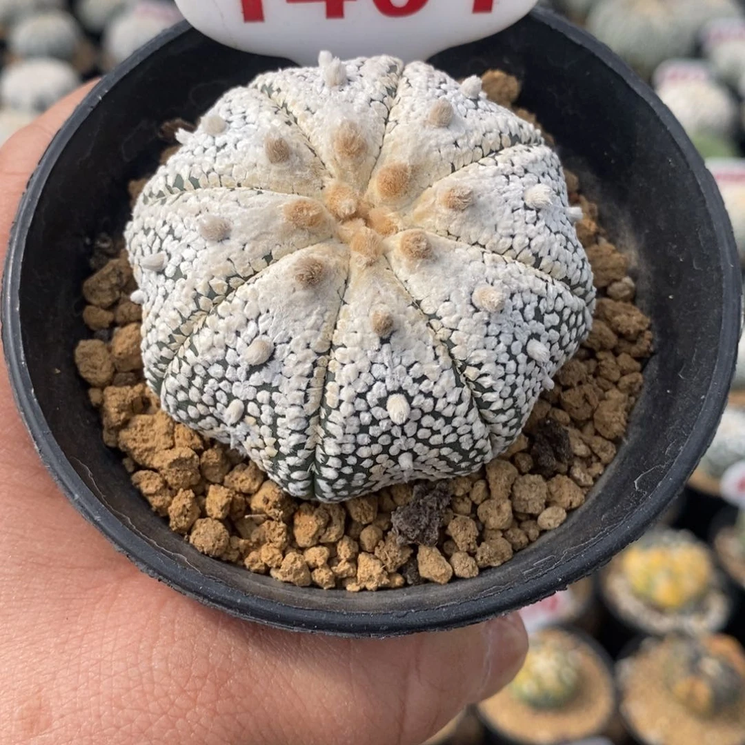 1401奇迹福利来了哦