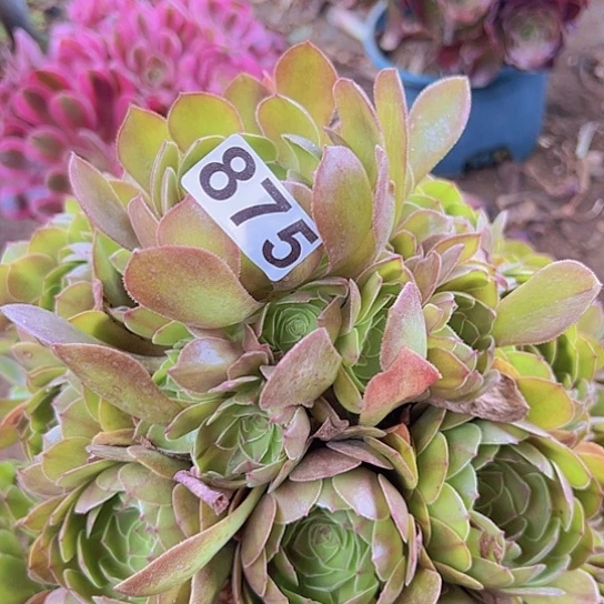 可***。多肉植物一个法师