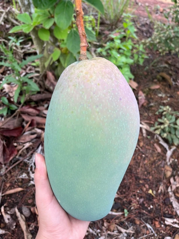 广西金煌芒果大果新鲜现摘酸甜多汁香味浓