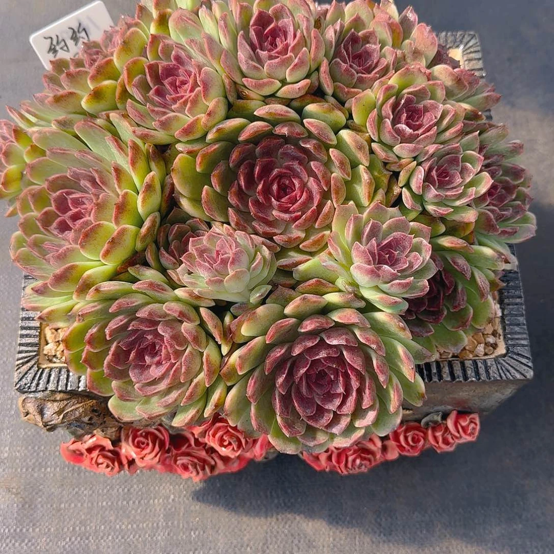 约*水晶萝莉精品老桩