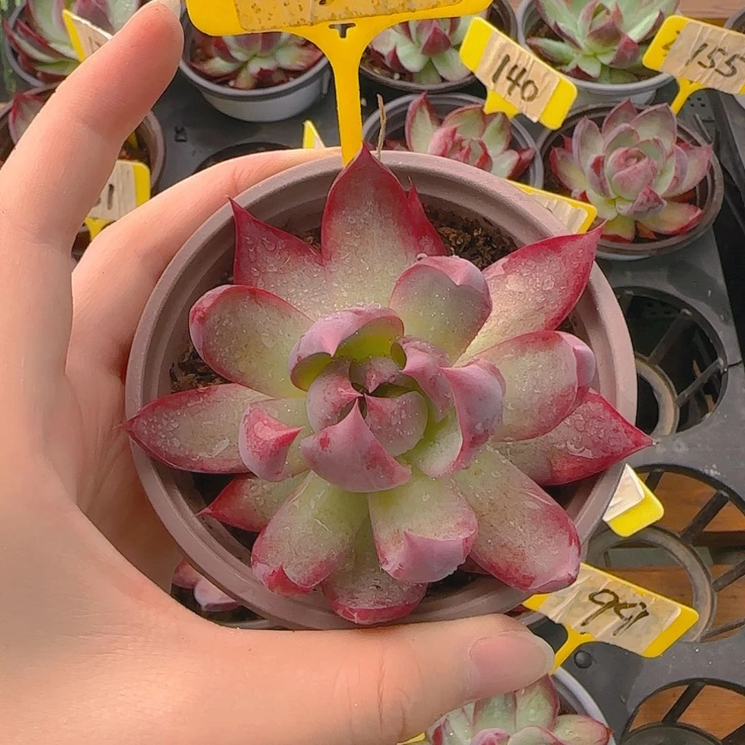 仰****空38 惊鸿单头多肉