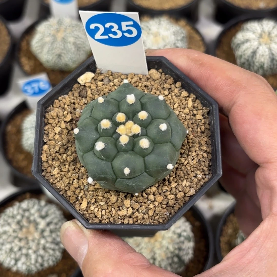 235实生龟甲兜带盆带土