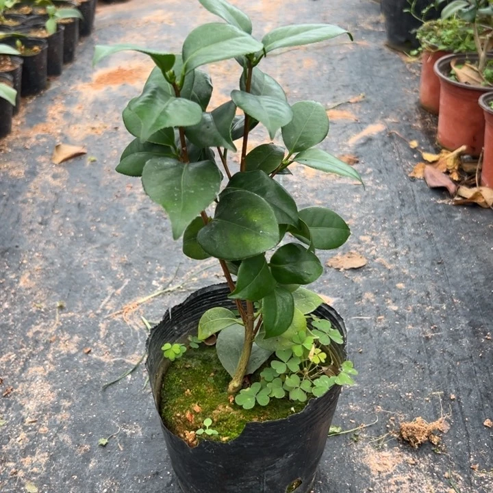 当前无花栽培后可以开花，桃太郎