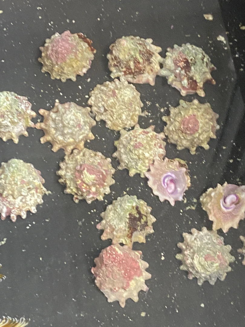 紫底星螺除藻哈哈