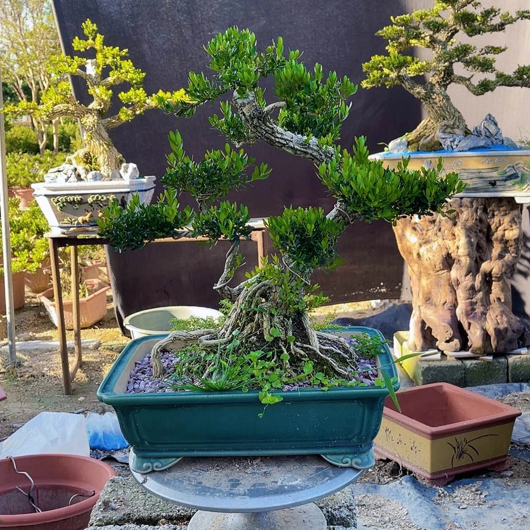 当前无花栽培后可以开花