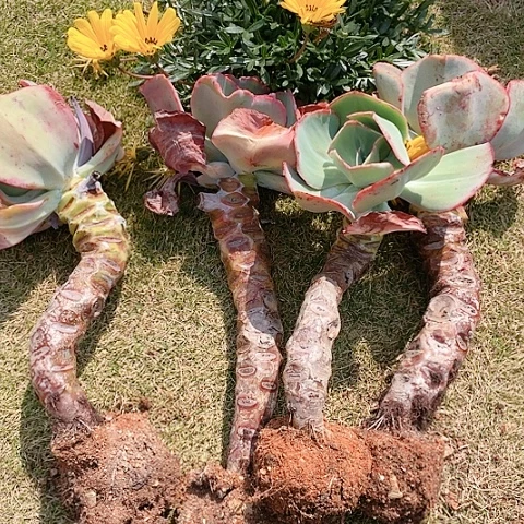 封****答B8 包菜系列 4 棵