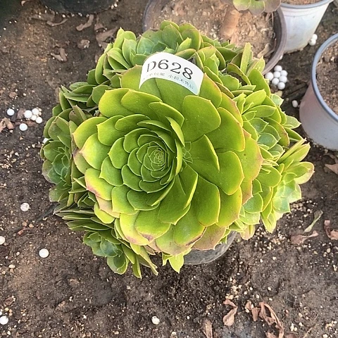 628万圣夜多肉法师锦