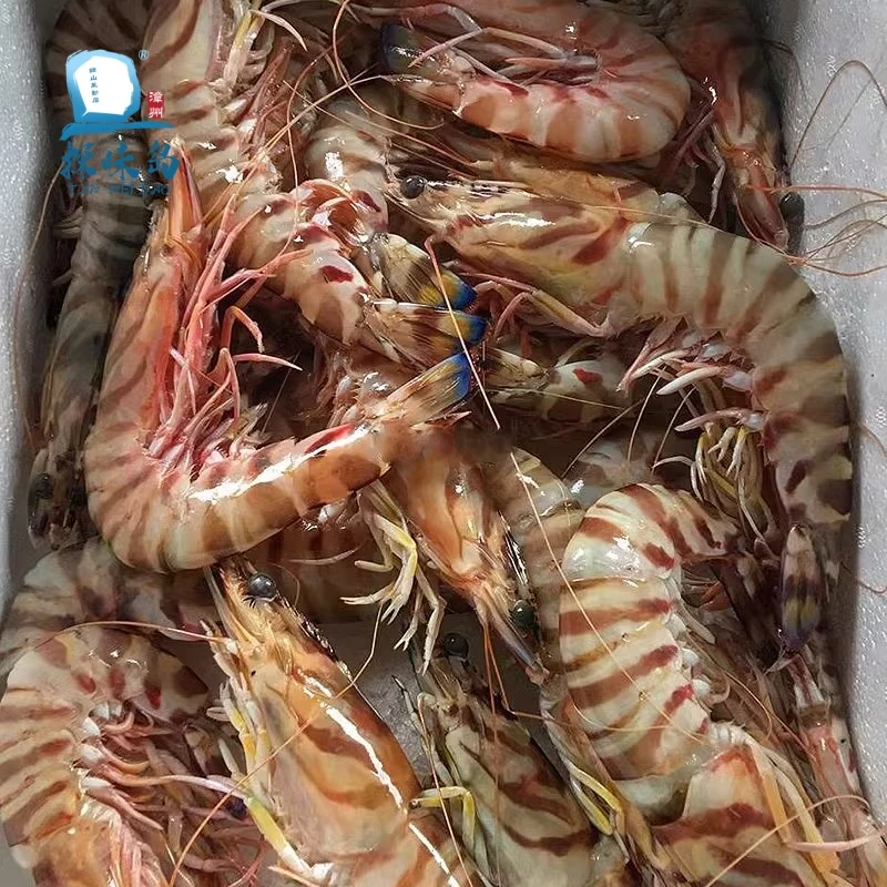 福建东山岛斑节虾九节虾竹节虾鲜活速冻海虾深海大九节虾鲜活顺丰