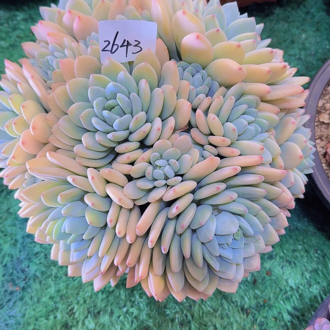 东**桂2643冷香多肉植物