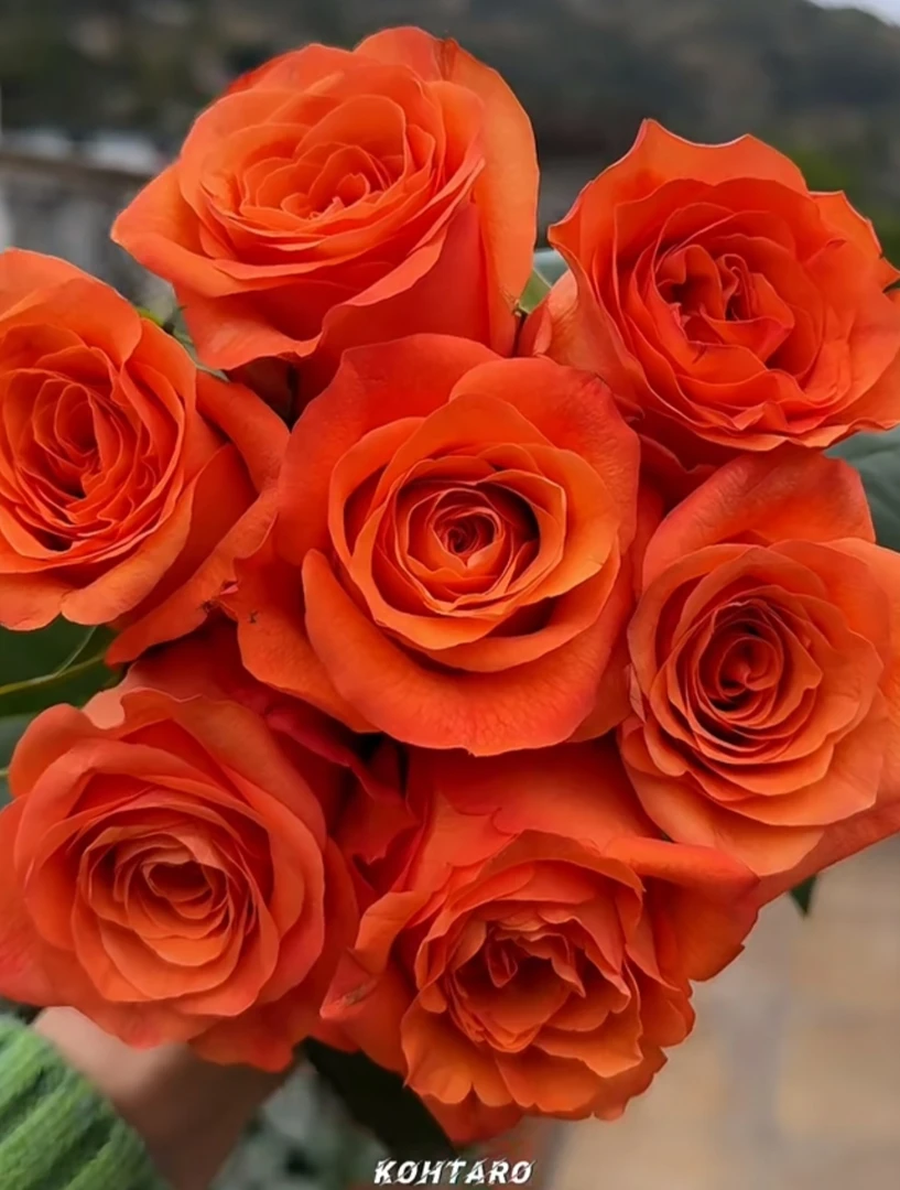 橙色波浪 超新品进口厄瓜多尔切花多季节重复开花