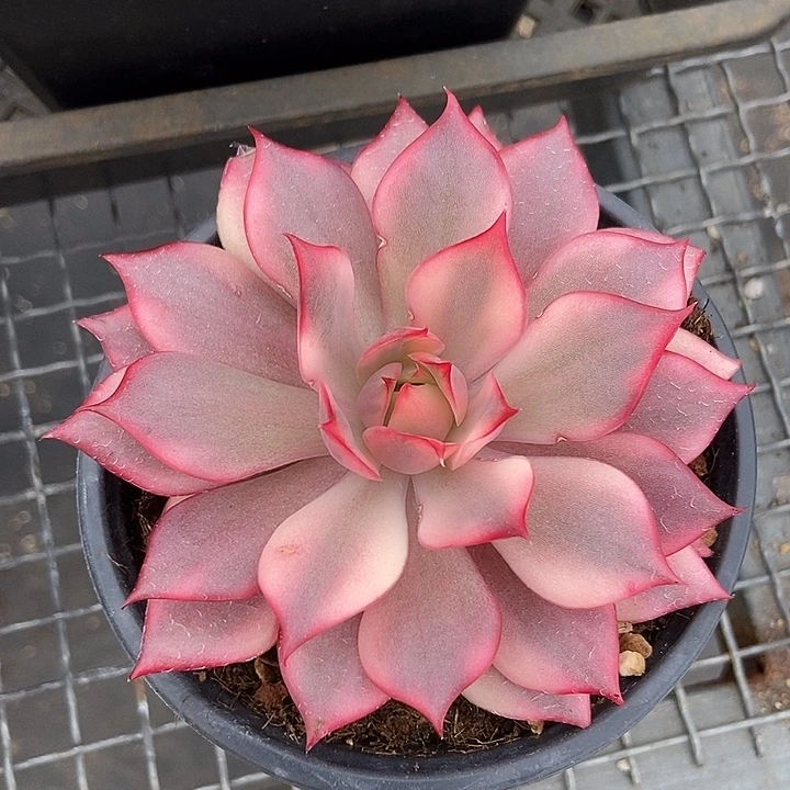 宝莲灯锦叶边有瑕疵