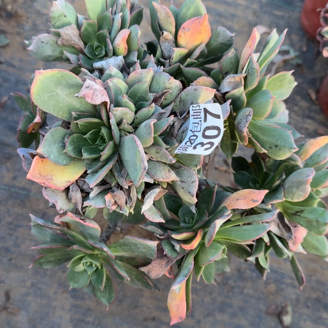 粉仙桃307满20包邮断枝不包