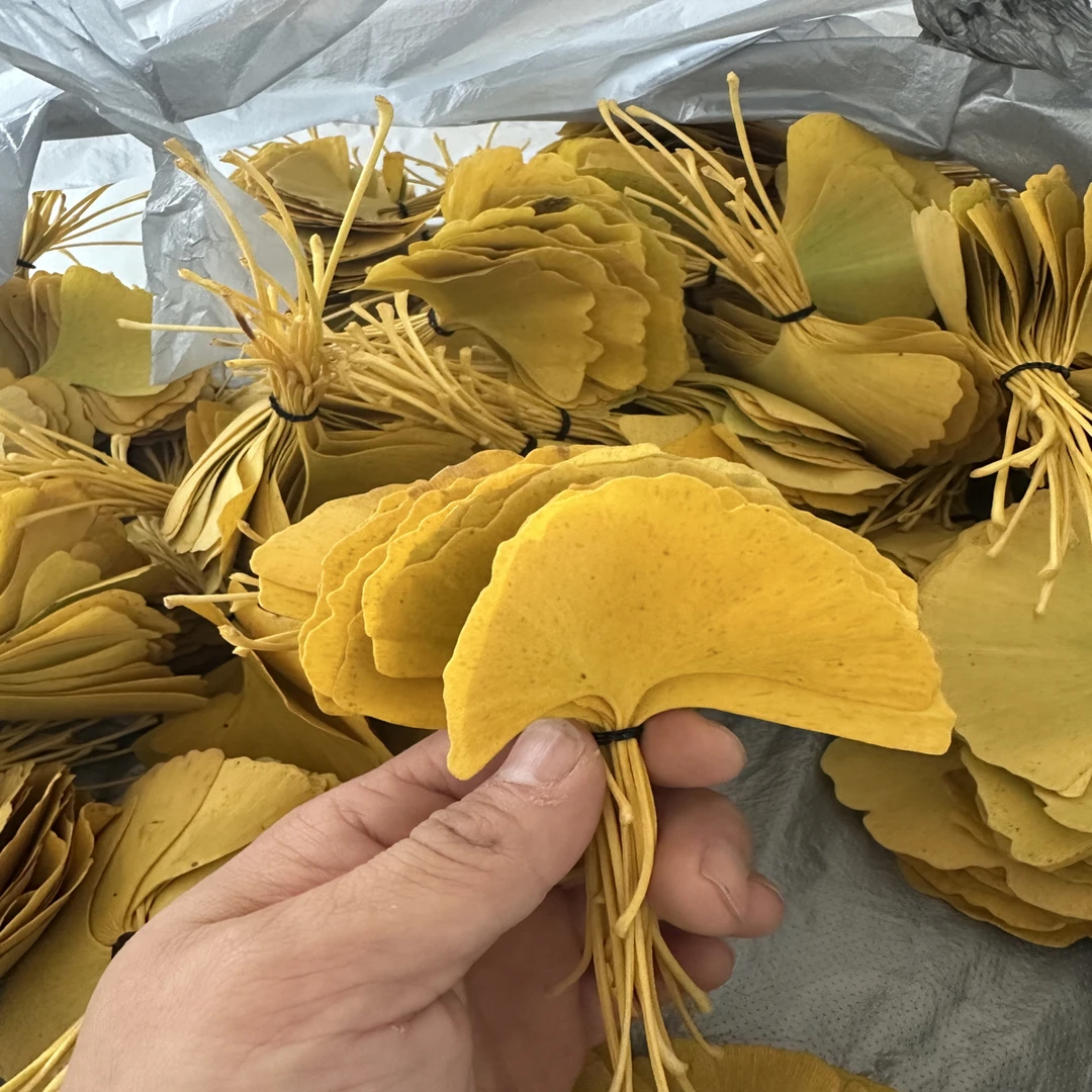 天然银杏叶手工DIY干花标本真树叶玫瑰花幼儿园装饰书签摆拍场景