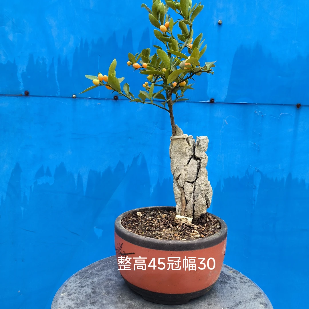 精选附石福豆盆景四季常青开花结果易活易养创意奇石花卉