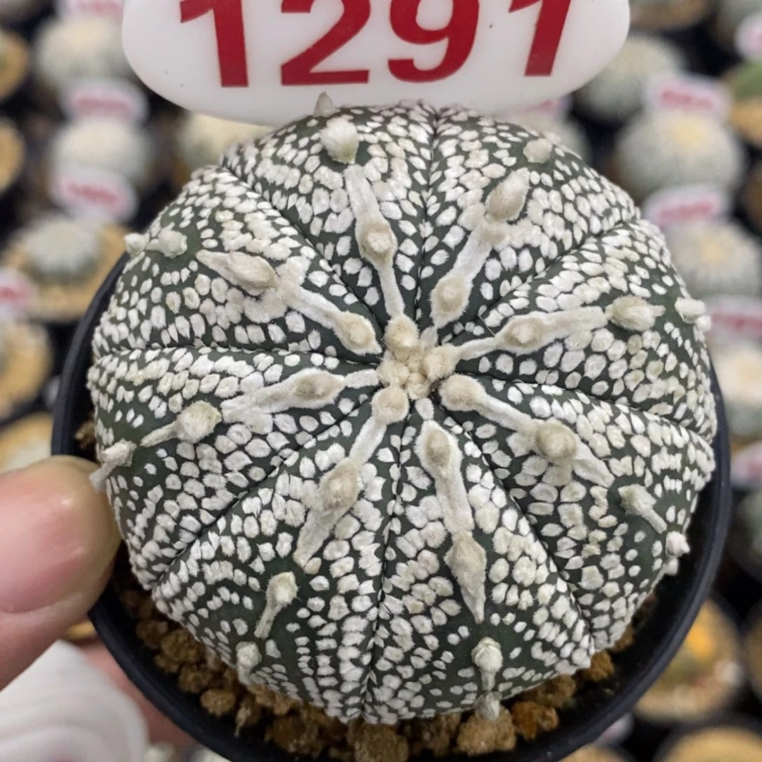 1291粗连线山川奇迹兜