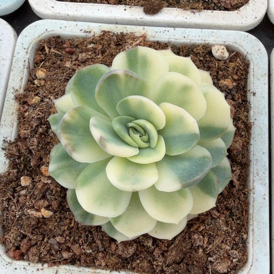贝瑞锦锦上园艺一物一拍