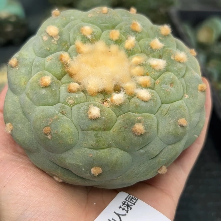 455 落地无根 仙人球