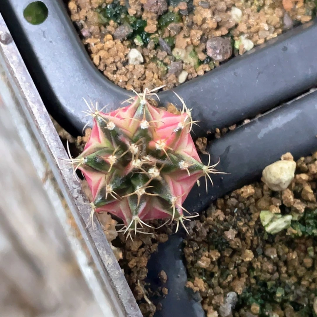 无花朵泰系神品侧，粉臀黑背锦