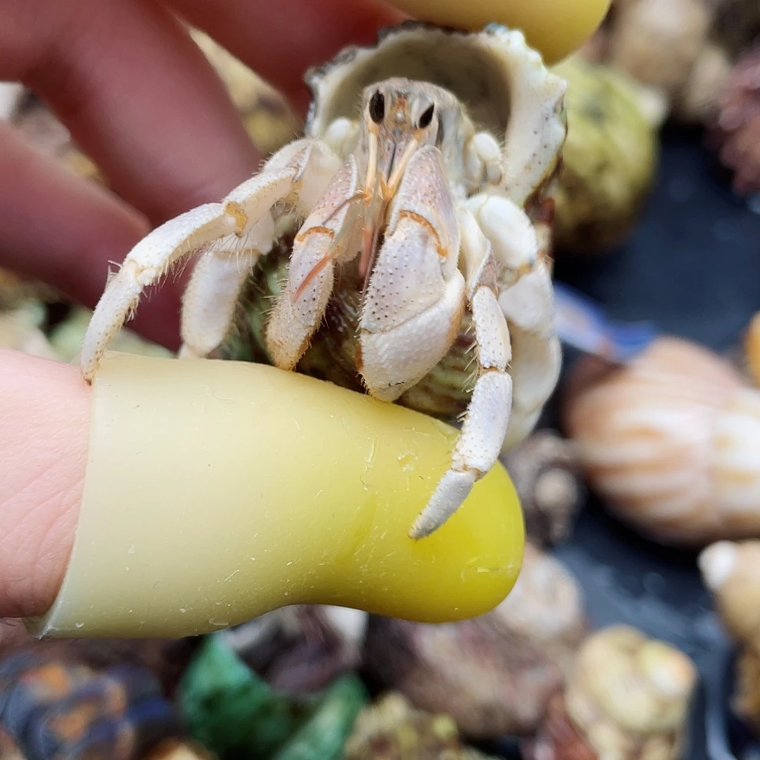 2口东帝汶灰白寄居蟹