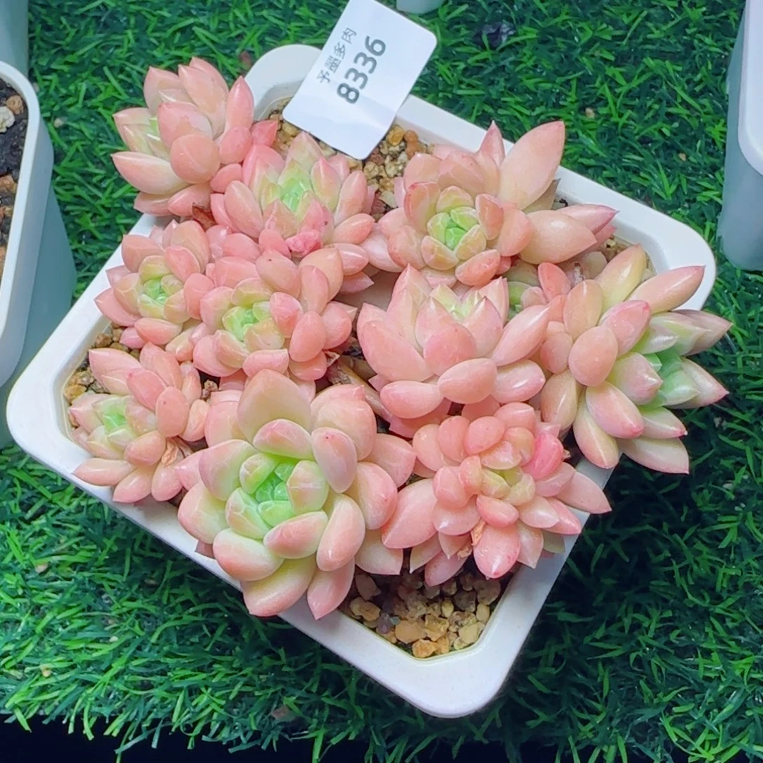 贵妃群，8336多肉植物